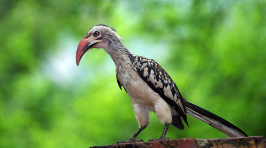 Redbilled Hornbill Kruger National Park South Africa